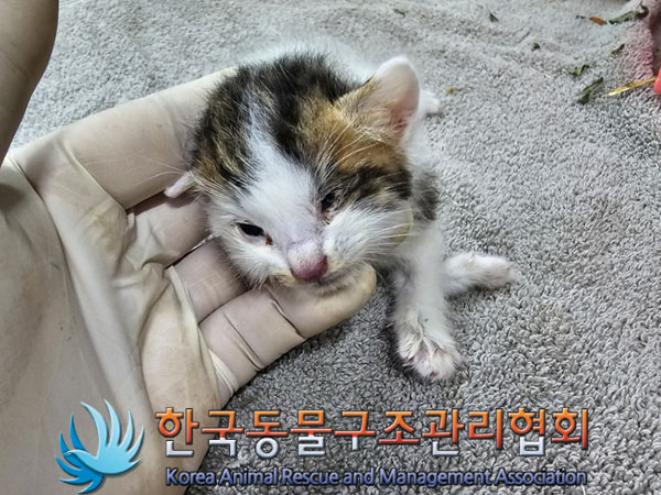 한국동물구조관리협회_441382202300370